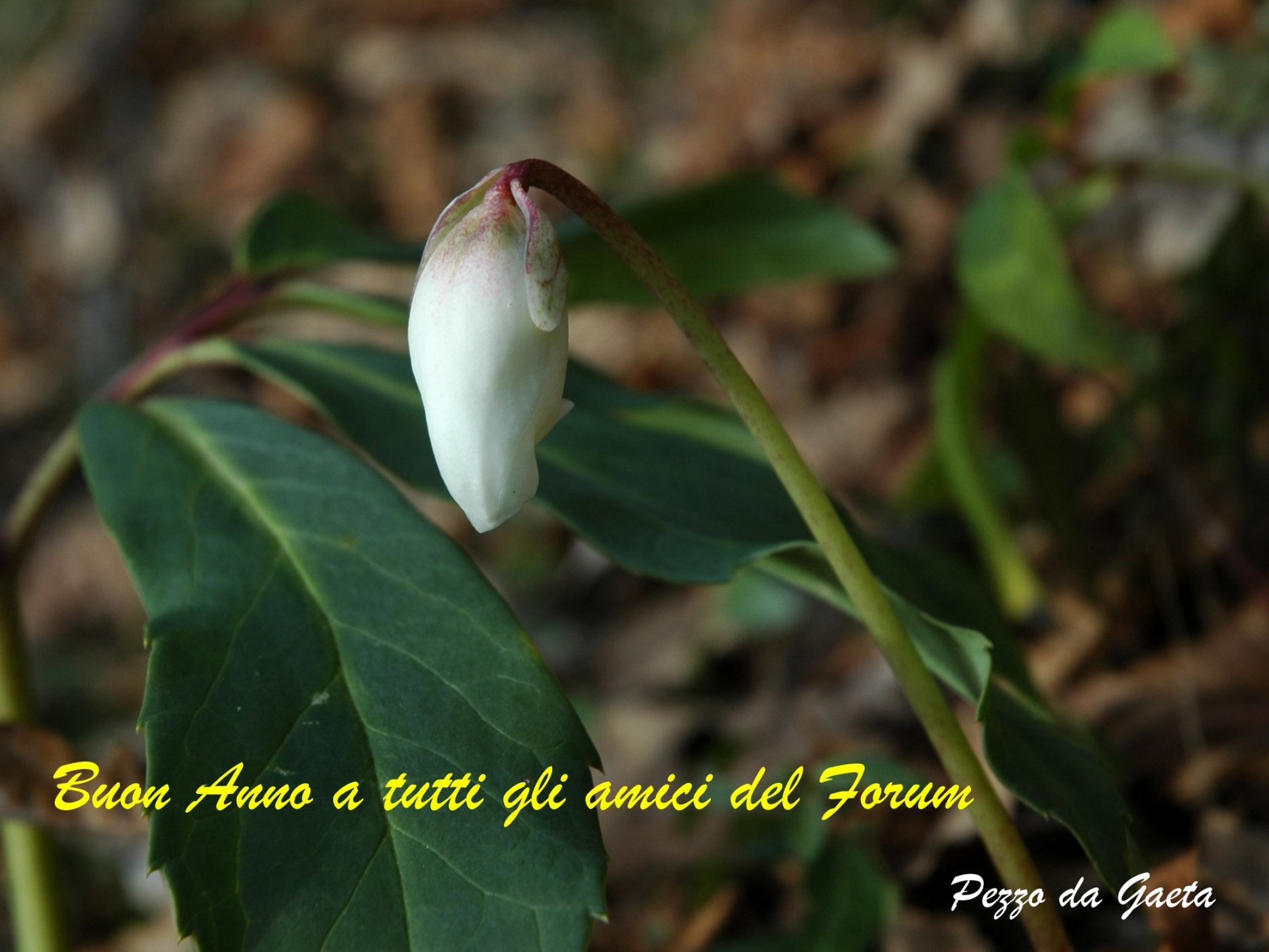 Un fiore per un Augurio